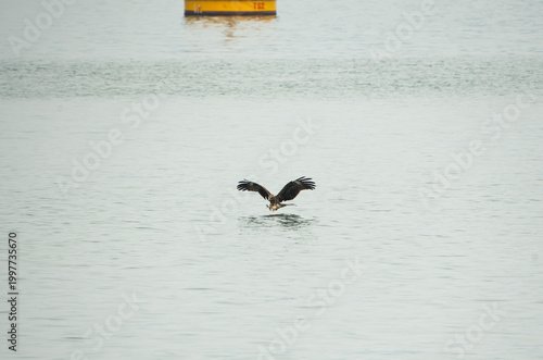 a Black Kite in mid-flight, gliding inches above the tranquil, silvery-grey waters of a bay ready to catch its prey