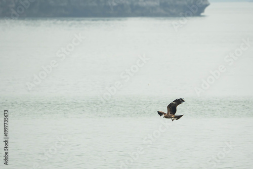 a Black Kite in mid-flight, gliding inches above the tranquil, silvery-grey waters of a bay ready to catch its prey