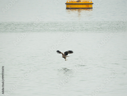 a Black Kite in mid-flight, gliding inches above the tranquil, silvery-grey waters of a bay ready to catch its prey