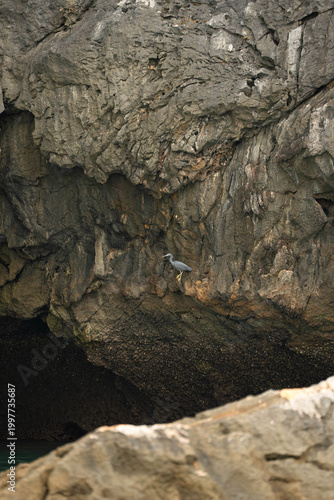 a Pacific Reef Heron perched on a limestone cliff