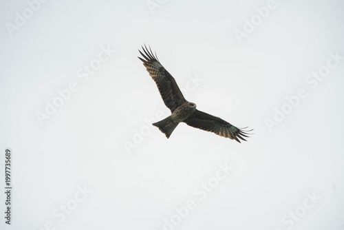 a Black Kite soaring through a vast, pale gray sky
