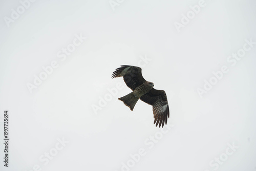 a Black Kite soaring through a vast, pale gray sky
