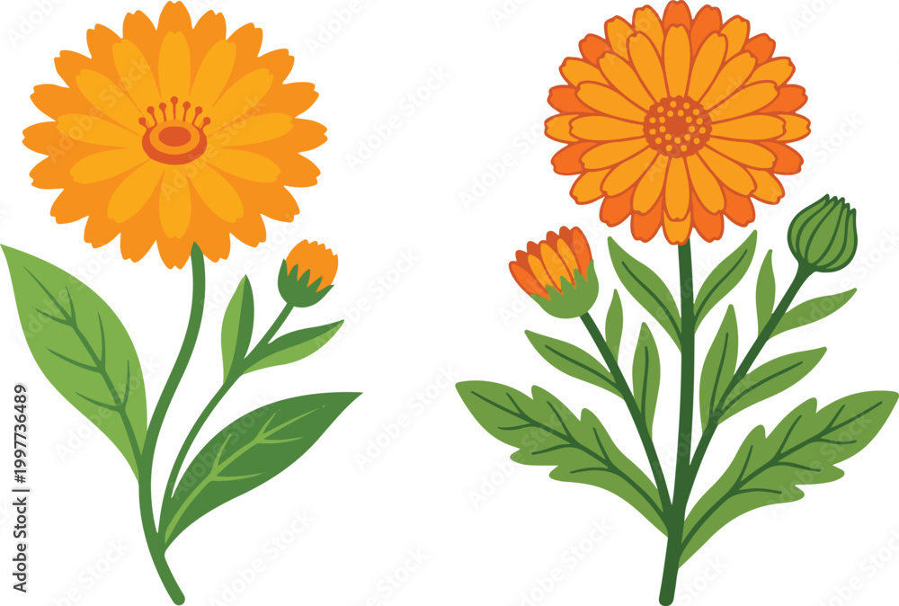 Naklejka premium Two orange flowering plants with green leaves in a clean botanical illustration, highlighting vibrant petals and natural floral design.