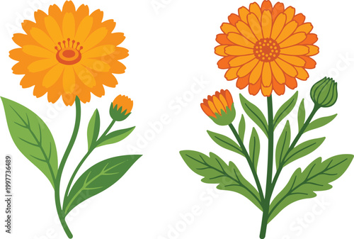 Two orange flowering plants with green leaves in a clean botanical illustration, highlighting vibrant petals and natural floral design.