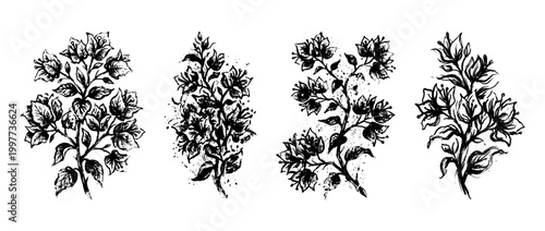 bougainvillea , Grunge brush distressed paint splatter vector set 