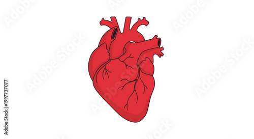 Anatomical red human heart illustration isolated on white background