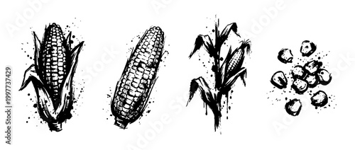 corn , Grunge brush distressed paint splatter vector set 