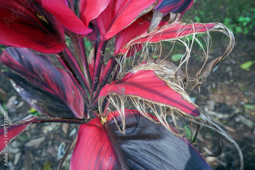 Tablou pe pânză The damaged part of the Hanjuang leaf has a contrasting combination of maroon and black, leaving behind natural thread fibers, a unique organic texture and artistic microscopic details