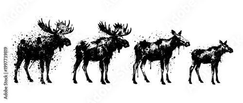 moose , Grunge brush distressed paint splatter vector set 