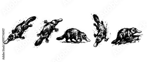 platypus , Grunge brush distressed paint splatter vector set 