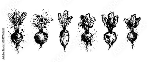 radish , Grunge brush distressed paint splatter vector set 