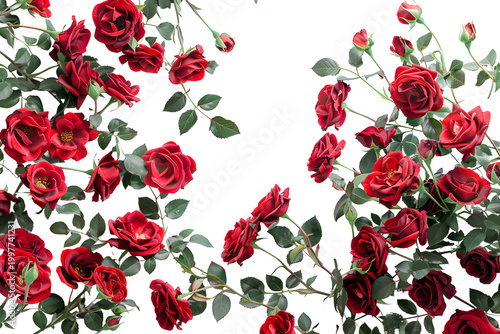 Romantic Red Roses Floral Frame for Anniversary and Valentine's Day Design