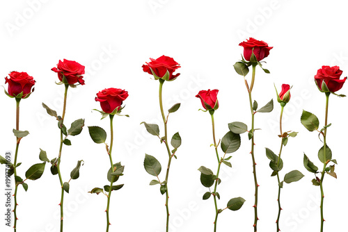 Row of Seven Vibrant Red Roses on Long Stems Isolated on White Background for Valentine's Day Design