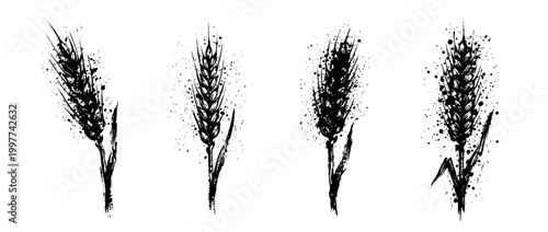 wheat stalk , Grunge brush distressed paint splatter vector set 