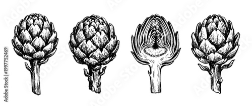 artichoke , chalk texture vector set
