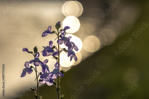 黄金色の光に浮かぶマツバウンランのシルエット
 Silhouette of Blue Toadflax in Golden Light with Bokeh
