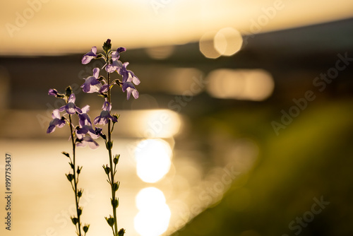 夕日に照らされるマツバウンランと水面のボケ
 Blue Toadflax Flowers in Sunset Light with Water Bokeh
