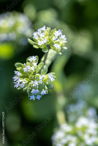 初夏の野原に咲く小さなノヂシャの花　Tiny Flowers of Corn Salad (Valerianella locusta) in the Field