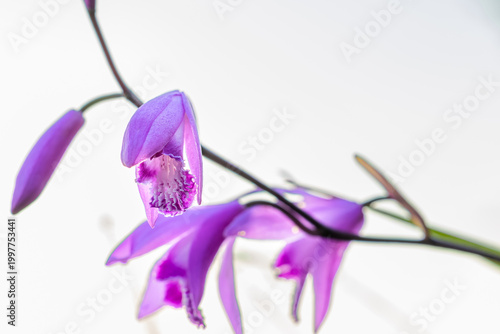 明るい光に包まれた鮮やかなシラン（紫蘭）の花　Vibrant Purple Chinese Ground Orchid (Bletilla striata) in Bright Light