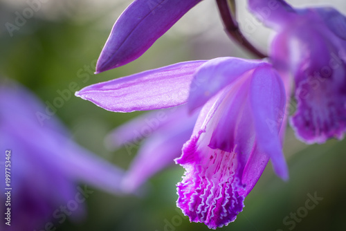  シラン（紫蘭）の花のクローズアップと繊細なディテール Close-up of Chinese Ground Orchid with Delicate Details