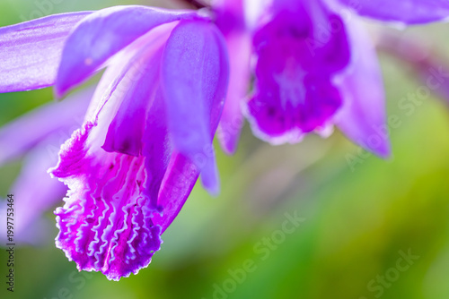 鮮やかな紫が際立つシラン（紫蘭）のマクロ撮影: Macro Shot of Vibrant Purple Chinese Ground Orchid