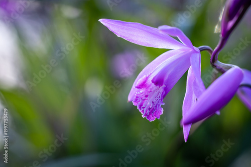 緑の背景に映える横向きのシラン（紫蘭）の花
 Profile View of Chinese Ground Orchid with Green Bokeh Background