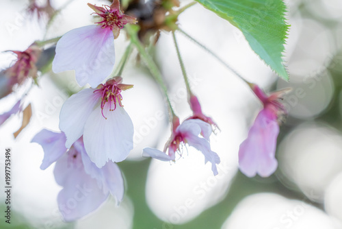 散り際の桜の花びらと柔らかな春の光　Petals of Cherry Blossoms in Soft Spring Light
