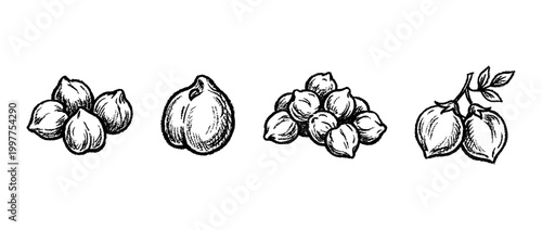 chickpea , chalk texture vector set