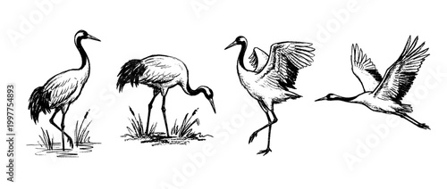 crane , chalk texture vector set