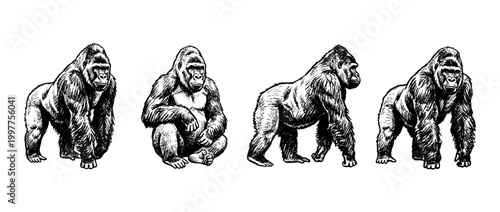 gorilla , chalk texture vector set