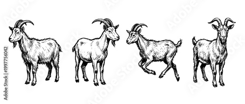 goat , chalk texture vector set
