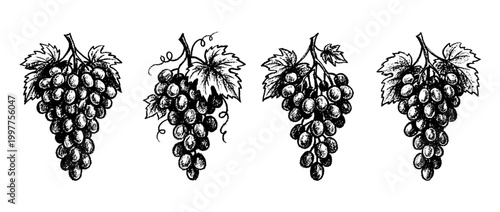 grape , chalk texture vector set