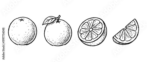 grapefruit , chalk texture vector set