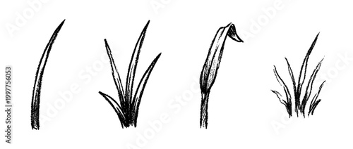 grass blade , chalk texture vector set