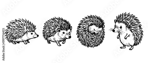 hedgehog , chalk texture vector set
