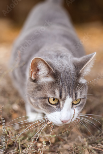 Schilderij op canvas Focused Gray Tabby Cat Stalking Through Dry Grass Close-Up