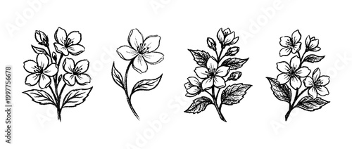 jasmine , chalk texture vector set