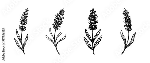 lavender , chalk texture vector set