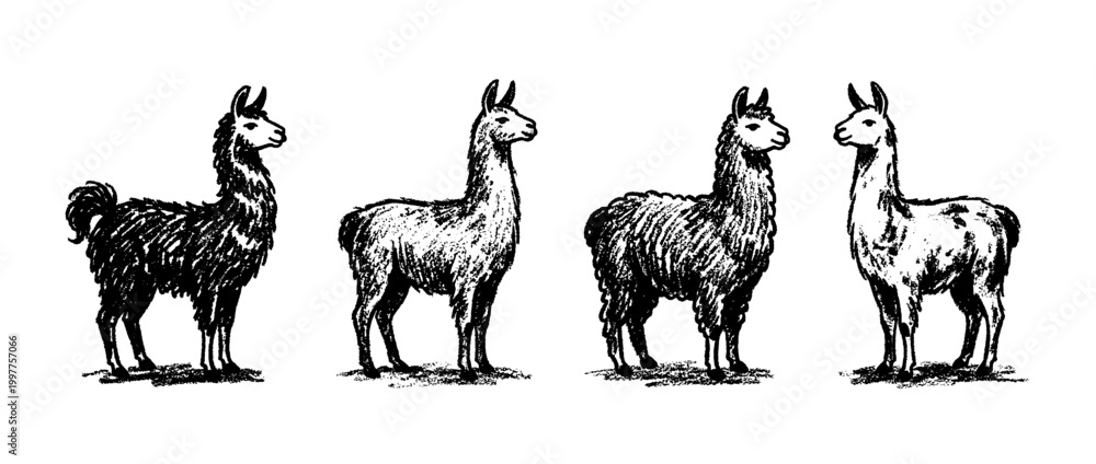 Fototapeta premium llama , chalk texture vector set