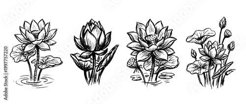 lotus , chalk texture vector set