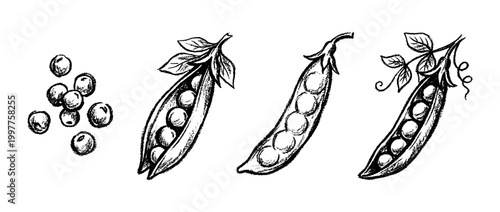 pea , chalk texture vector set
