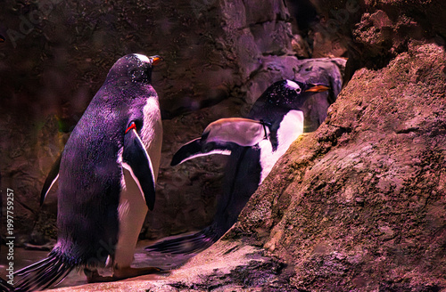 Penguins Walking a Path through Stones