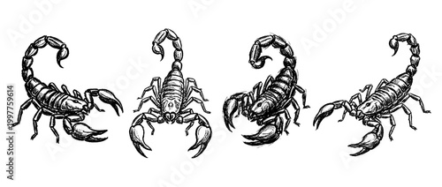 scorpion , chalk texture vector set
