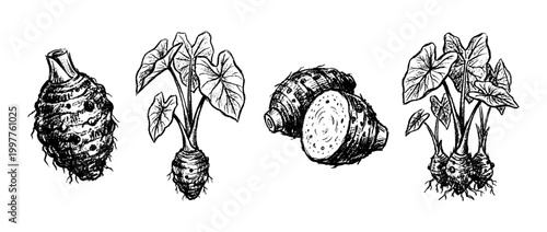 taro , chalk texture vector set