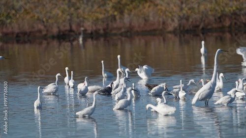 Group of wading birds foraging for food in a low country wetlands area sunny day