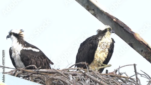 Pair of young ospreys sit on a nest build on top of an old rusty tower nature taking over structure concept