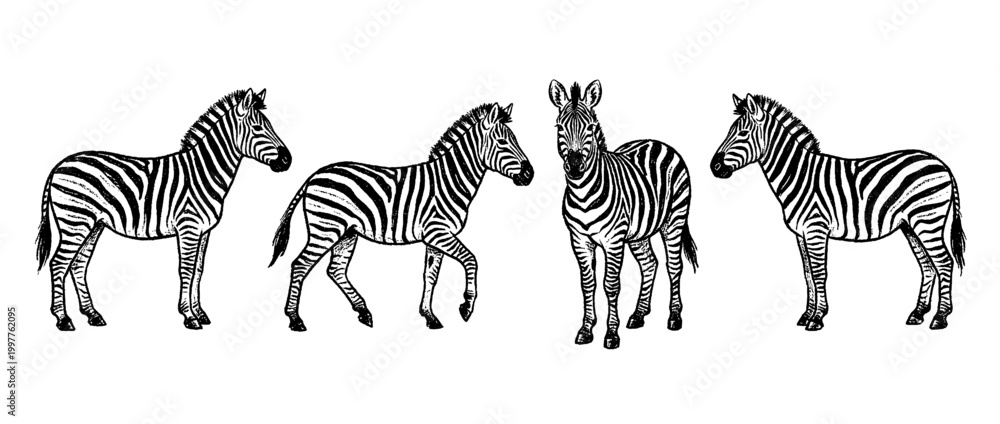 Obraz premium zebra , chalk texture vector set