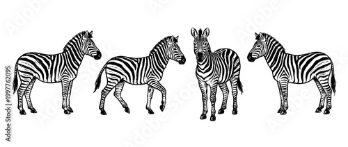 zebra , chalk texture vector set