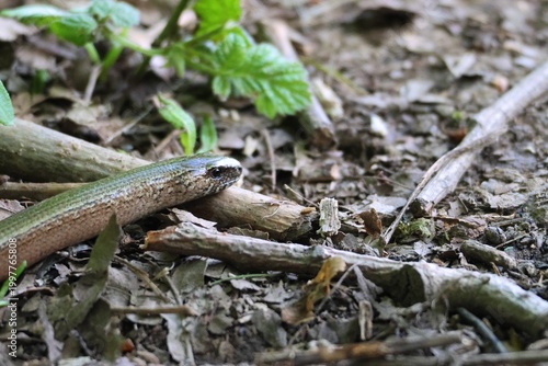 Obraz na płótnie Slow Worm Among Leaf Litter