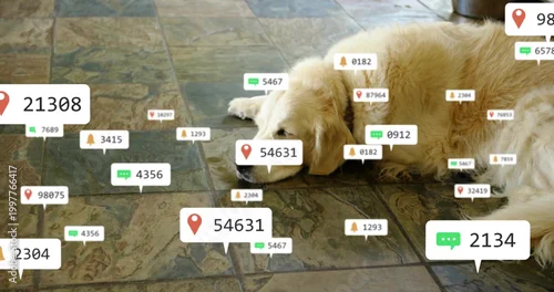 Obraz Resting golden retriever on tiled floor at home, showing map-pin chat bell labels by metal pot